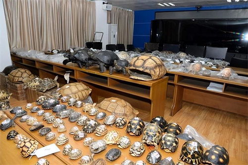 網購野生動物制品，法不可違——以案說法解析法律風險